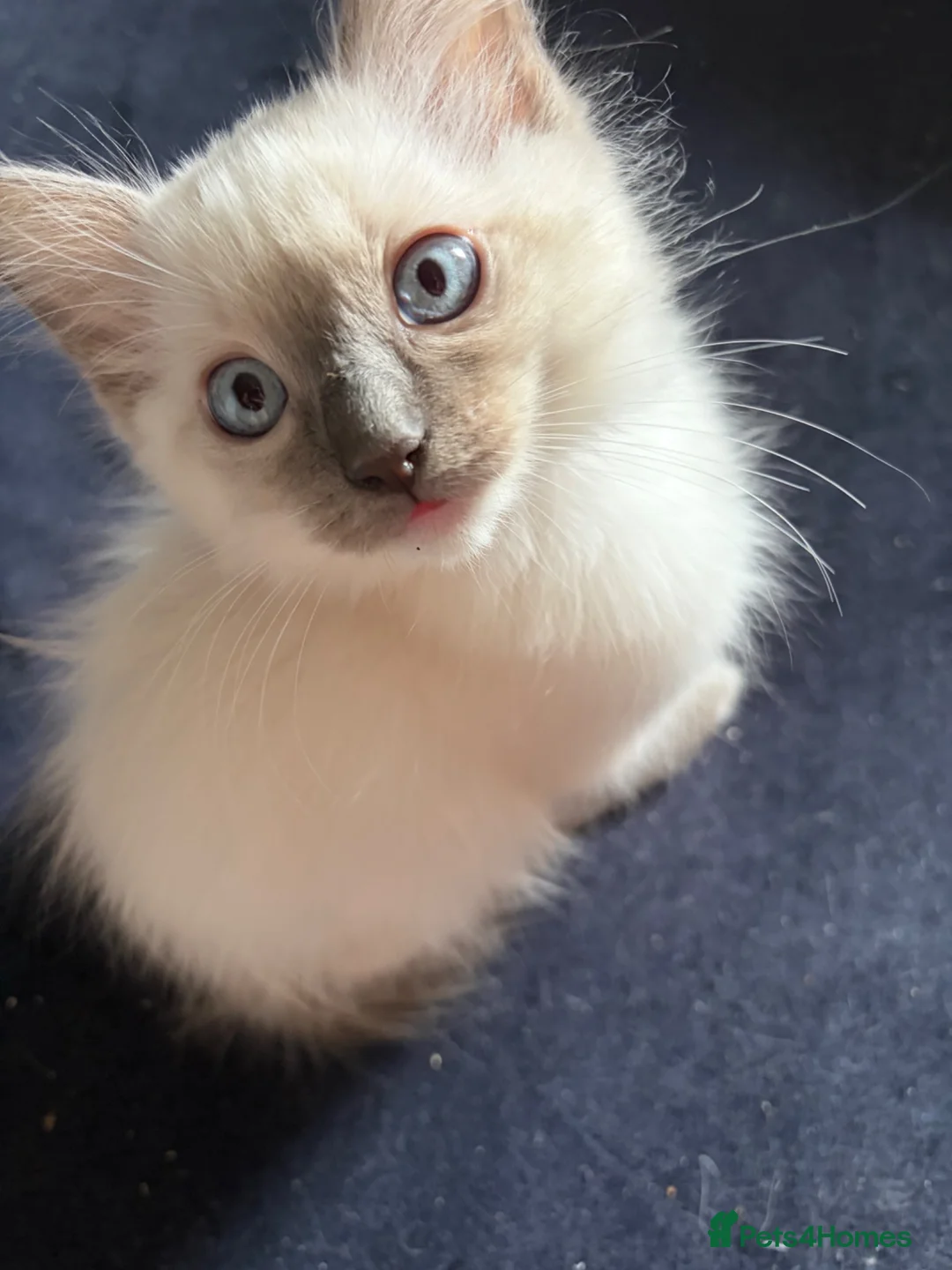 Ragdoll cats for sale: Blue pointed Ragdoll kittens ready now - Advert 1