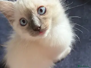 Ragdoll cats Blue pointed Ragdoll kittens 9 weeks, ready - Advert 15