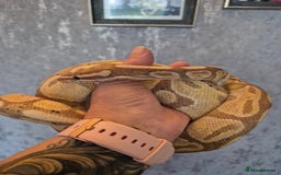 Snake reptiles for sale:  very tame banana pastel ball python and enclosure - Image 9