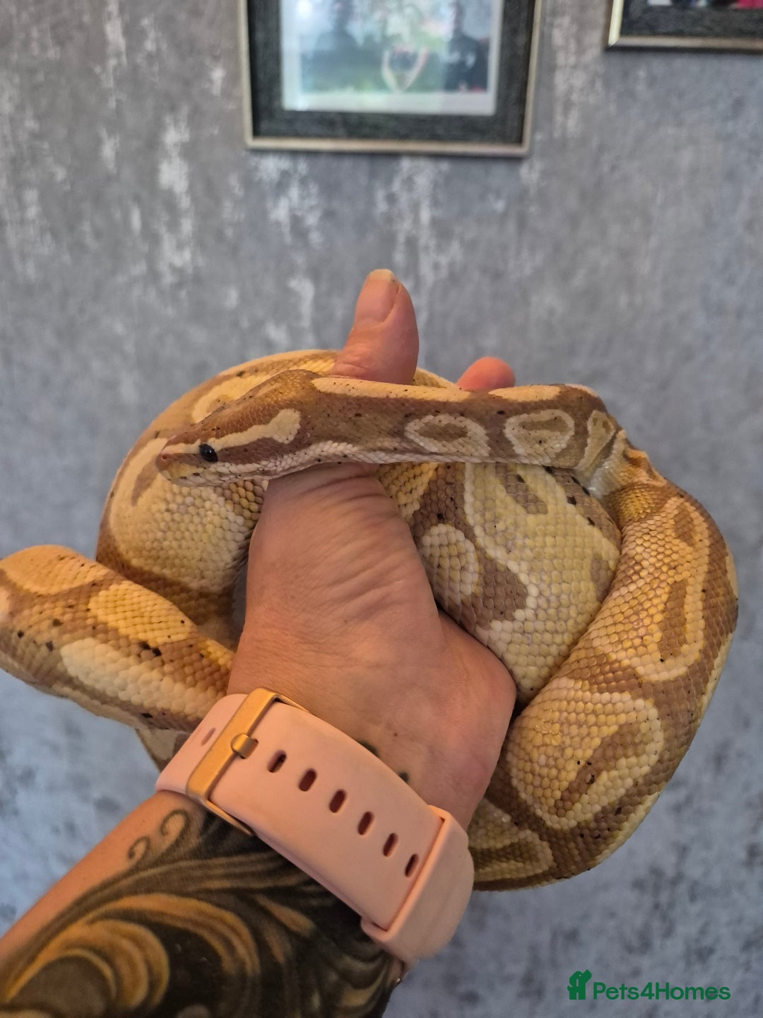 Snake reptiles for sale:  very tame banana pastel ball python and enclosure - Image 9