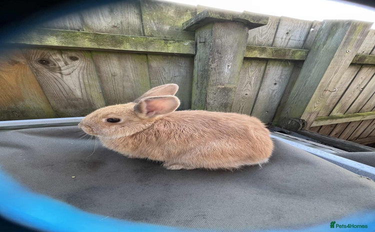 Lionhead rabbits - Advert 14