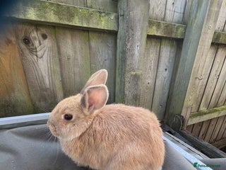 Lionhead rabbits Lop/lionhead Baby Rabbits - Advert 4