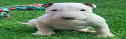 English Bull Terrier dogs for sale: Stunning English bull terrier puppies for sale  - Advert 3