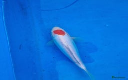 Koi Carp fish for sale: Variety of koi for sale  - Advert 12