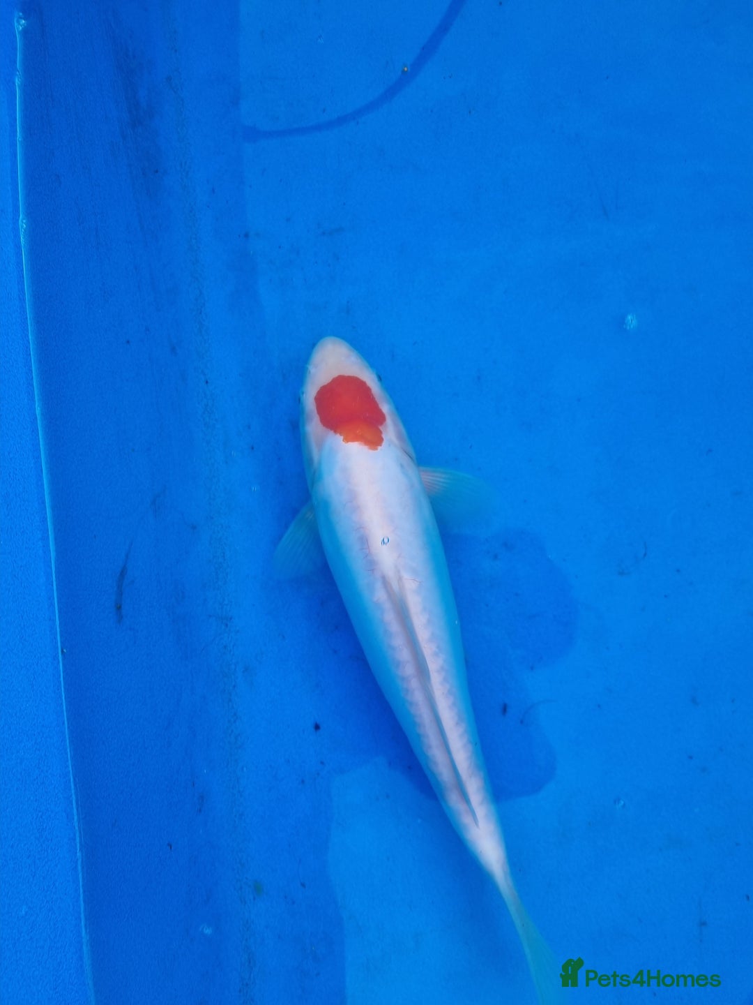 Koi Carp fish for sale: Variety of koi for sale  - Advert 12