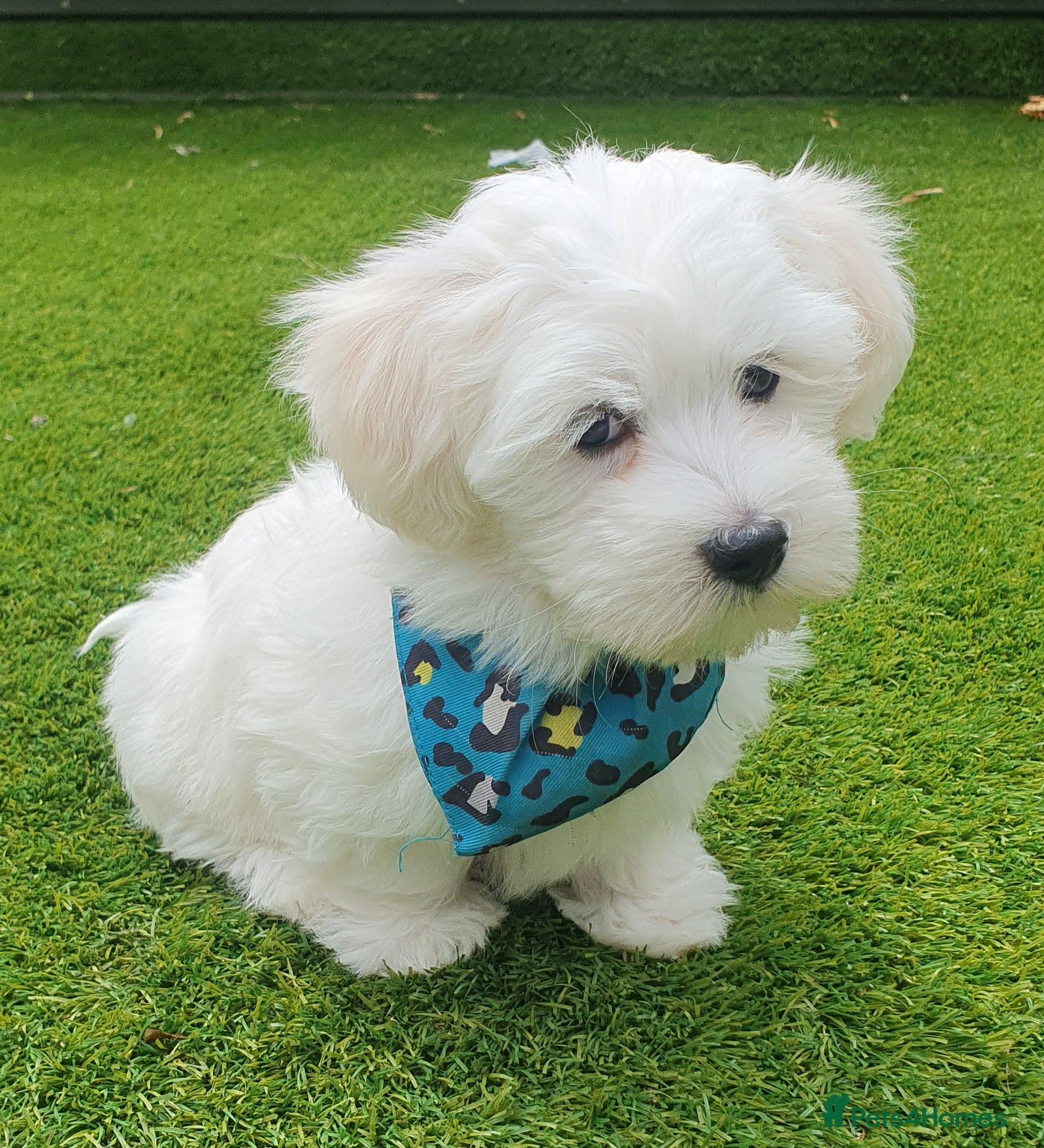 Maltese dogs 🌟KC Registered Maltese Puppy One Boy available - Advert 5
