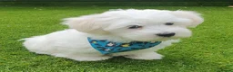 Maltese dogs for sale: 🌟KC Registered Maltese Puppy One Boy available - Advert 1