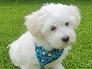 Maltese dogs 🌟KC Registered Maltese Puppy One Boy available - Advert 5