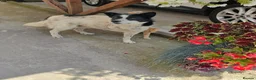 Mixed Breed dogs for adoption: ❤️ TOMMY ❤️ 3 legs, one enormous heart 🐾 in Worcester - Advert 2