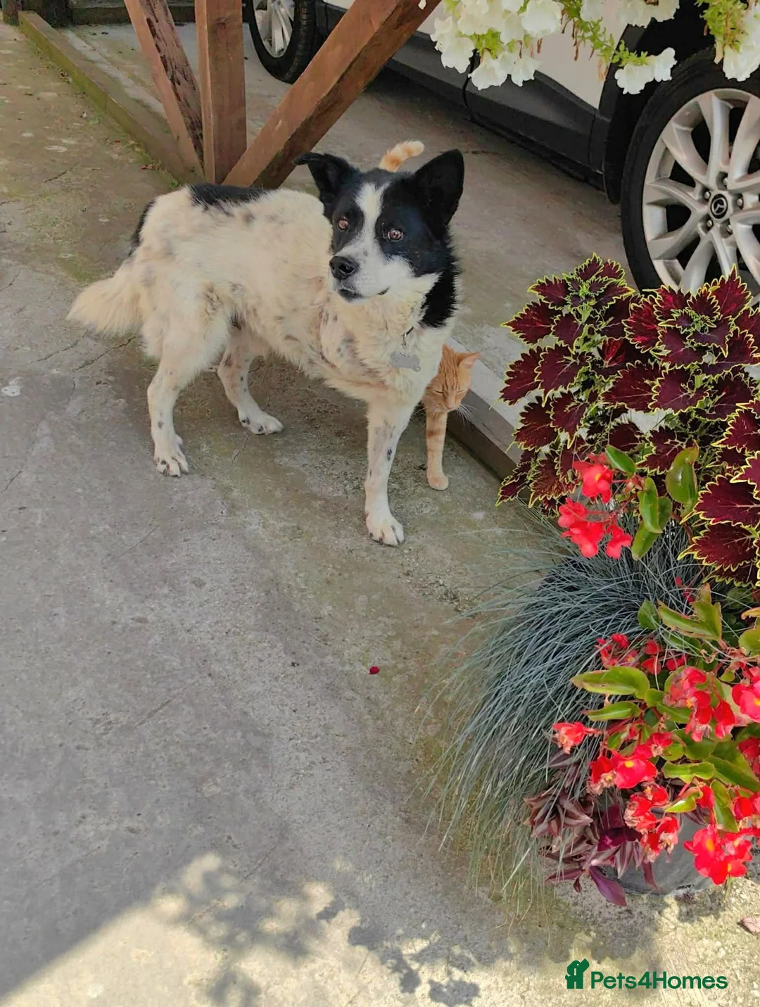 Mixed Breed dogs for adoption: ❤️ TOMMY ❤️ 3 legs, one enormous heart 🐾 in Worcester - Advert 2