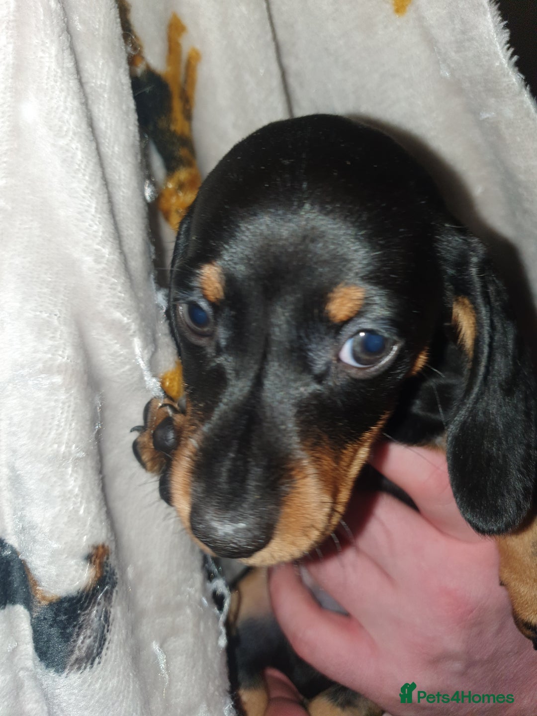 Miniature Dachshund dogs for sale: Minature dachshunds - Advert 3