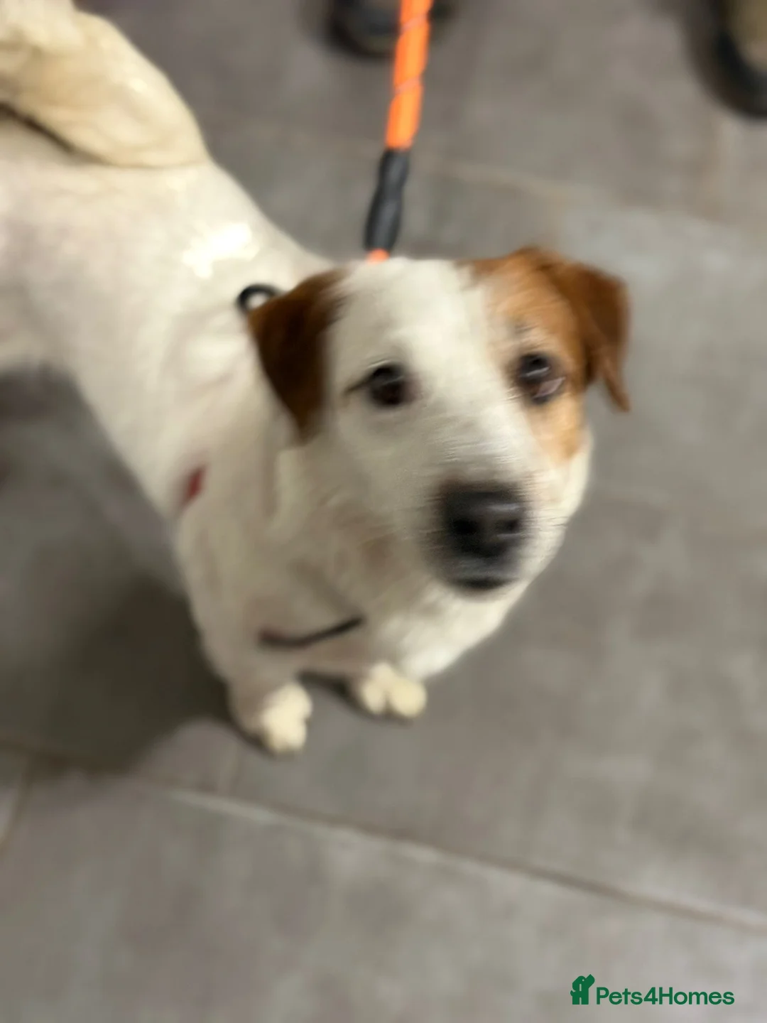 Mixed Breed dogs for adoption: Gorgeous Marcus looking for love - Advert 2