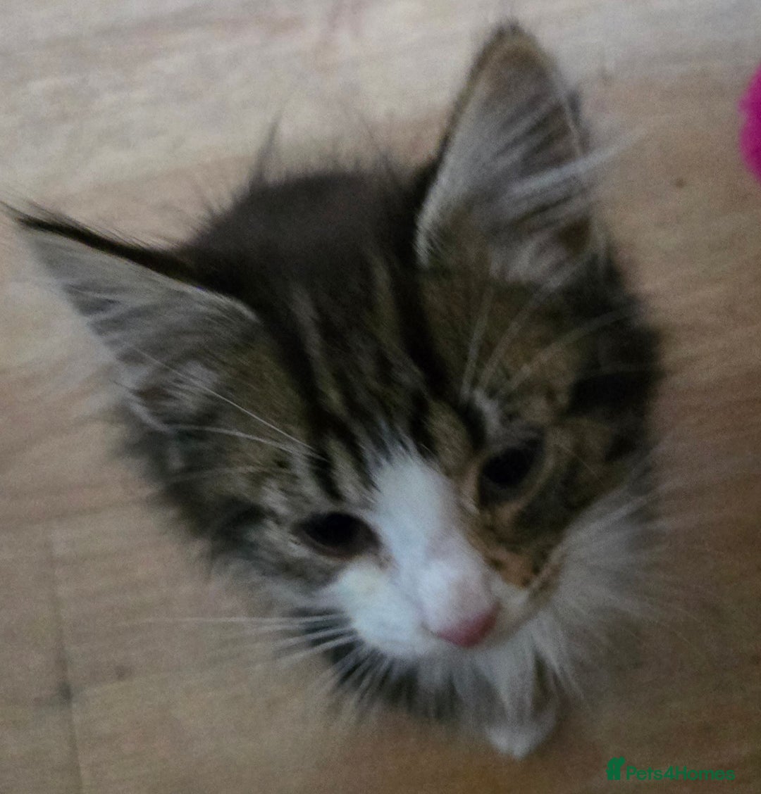 Mixed Breed cats for sale: 3 beautiful kittens - Image 10