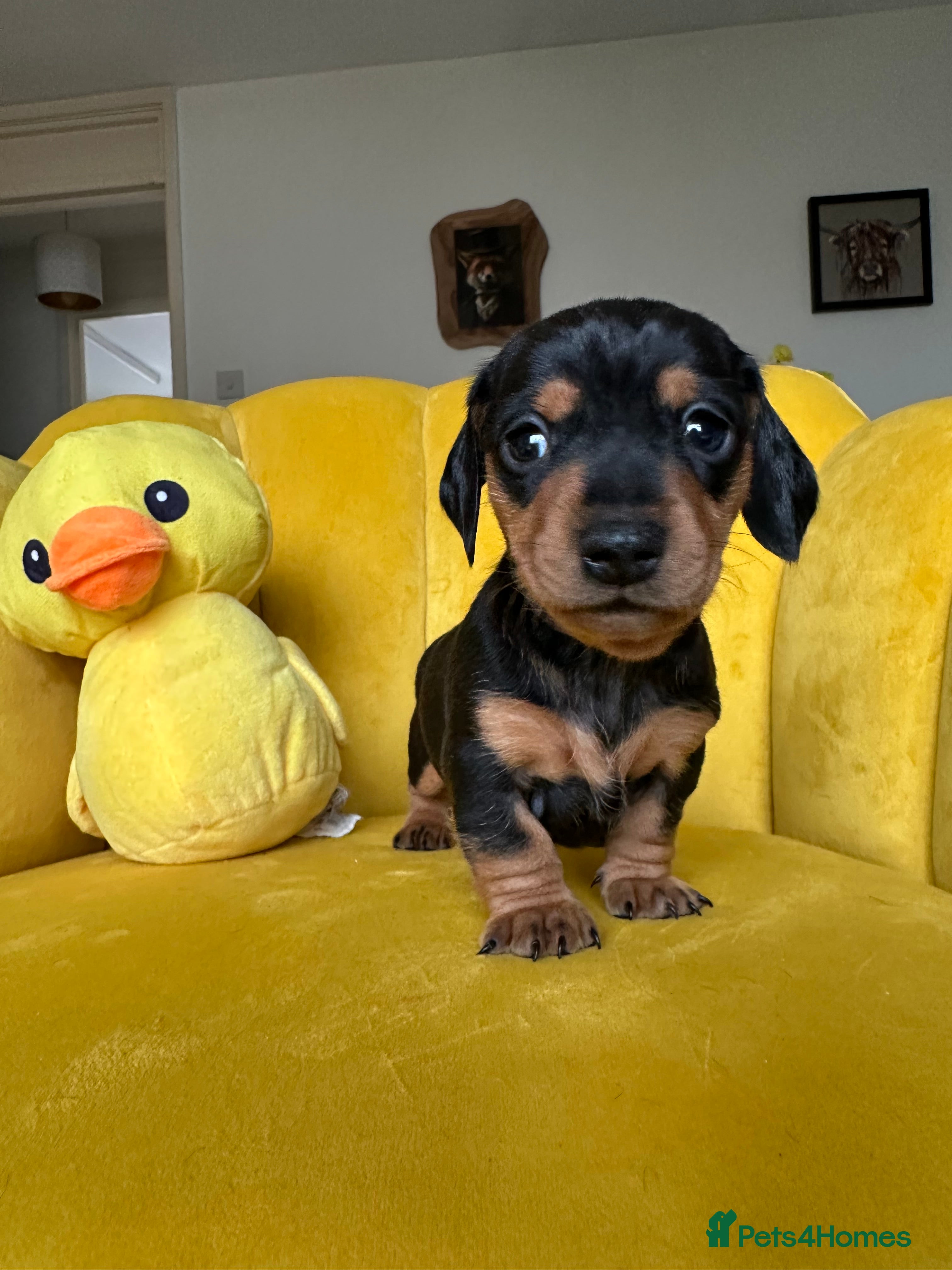 Dachshund dogs Last Female Dachshund puppy  - Advert 9