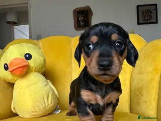 Dachshund dogs Last Female Dachshund puppy - Advert 9