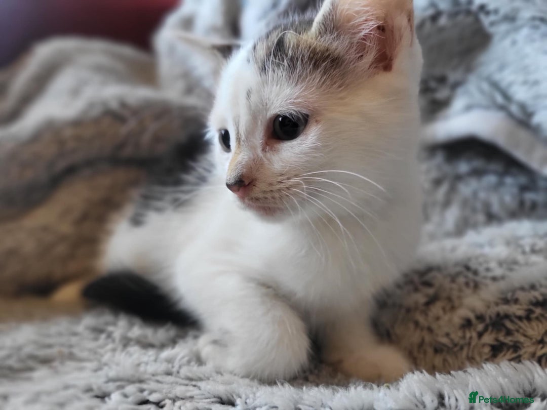 Mixed Breed cats for sale: 4 beautiful little kittens  - Image 16