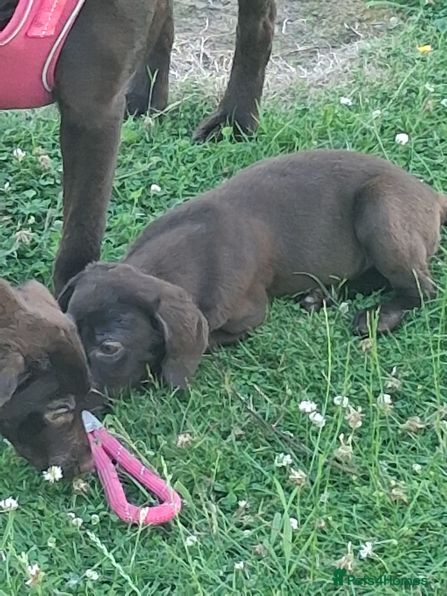 Labrador Retriever dogs Fantastic labrador pups  - Advert 2