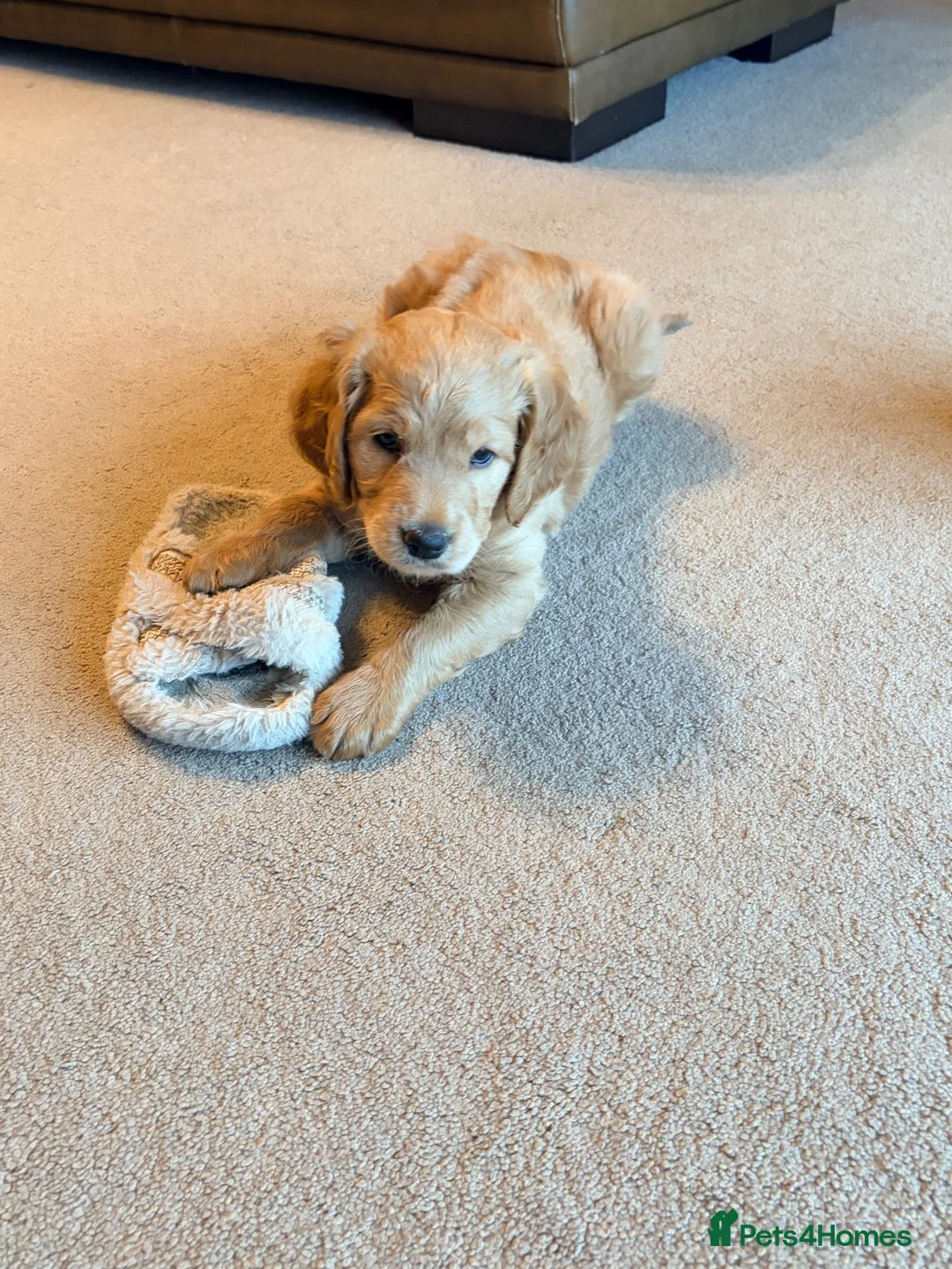 Goldendoodle dogs for sale: Stunning Male Goldendoodle - Advert 2