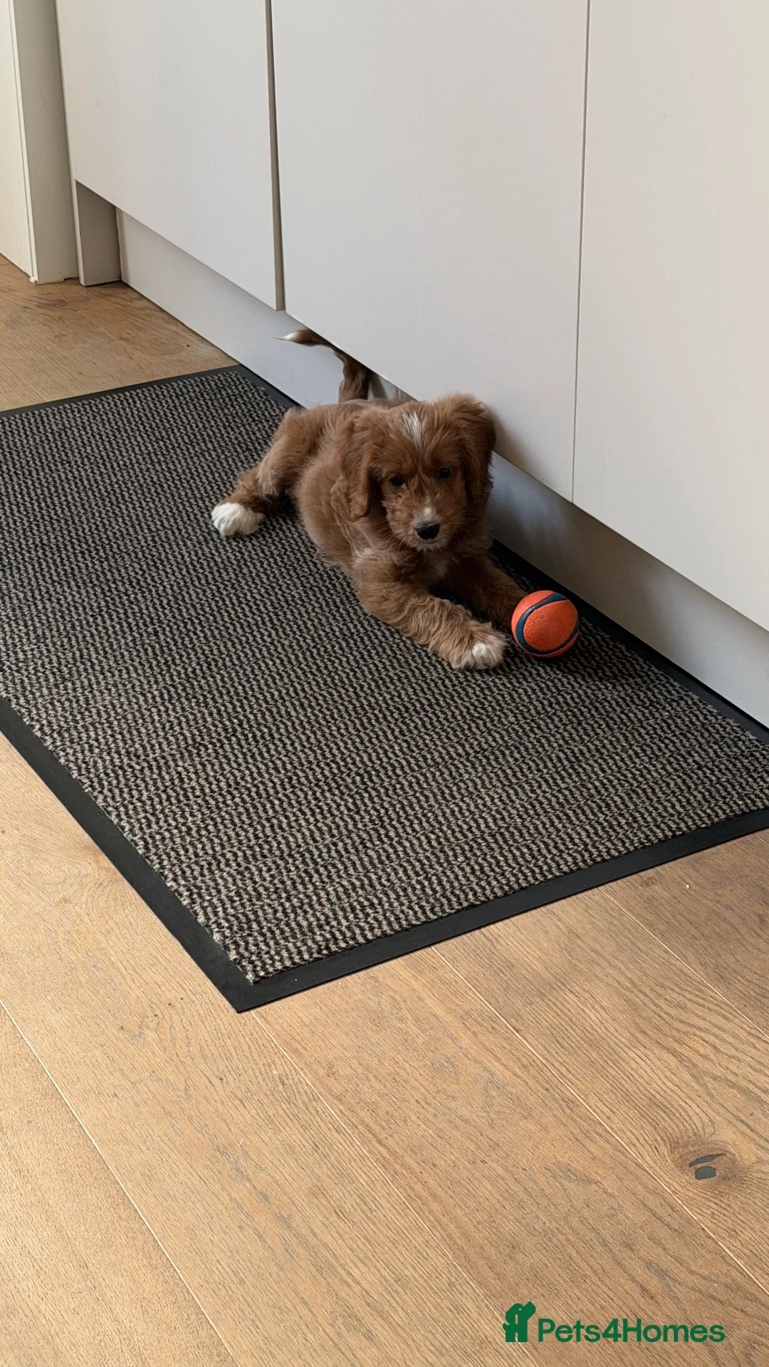 Cockapoo dogs for sale: 1 Cockapoo female puppy to sell - Advert 5
