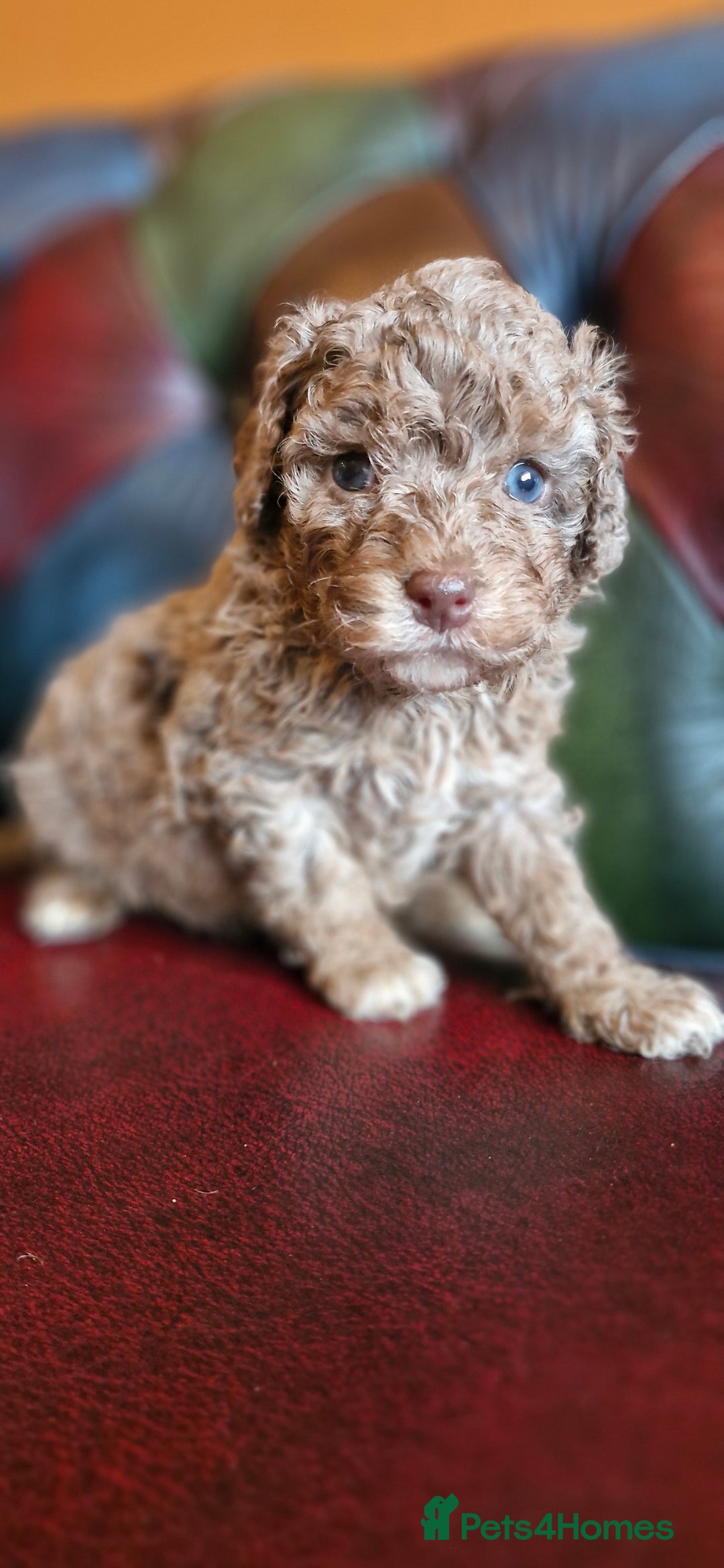 Cavapoo dogs for sale: Gorgeous f1bb Multicolour Cavapoo pups - Image 25