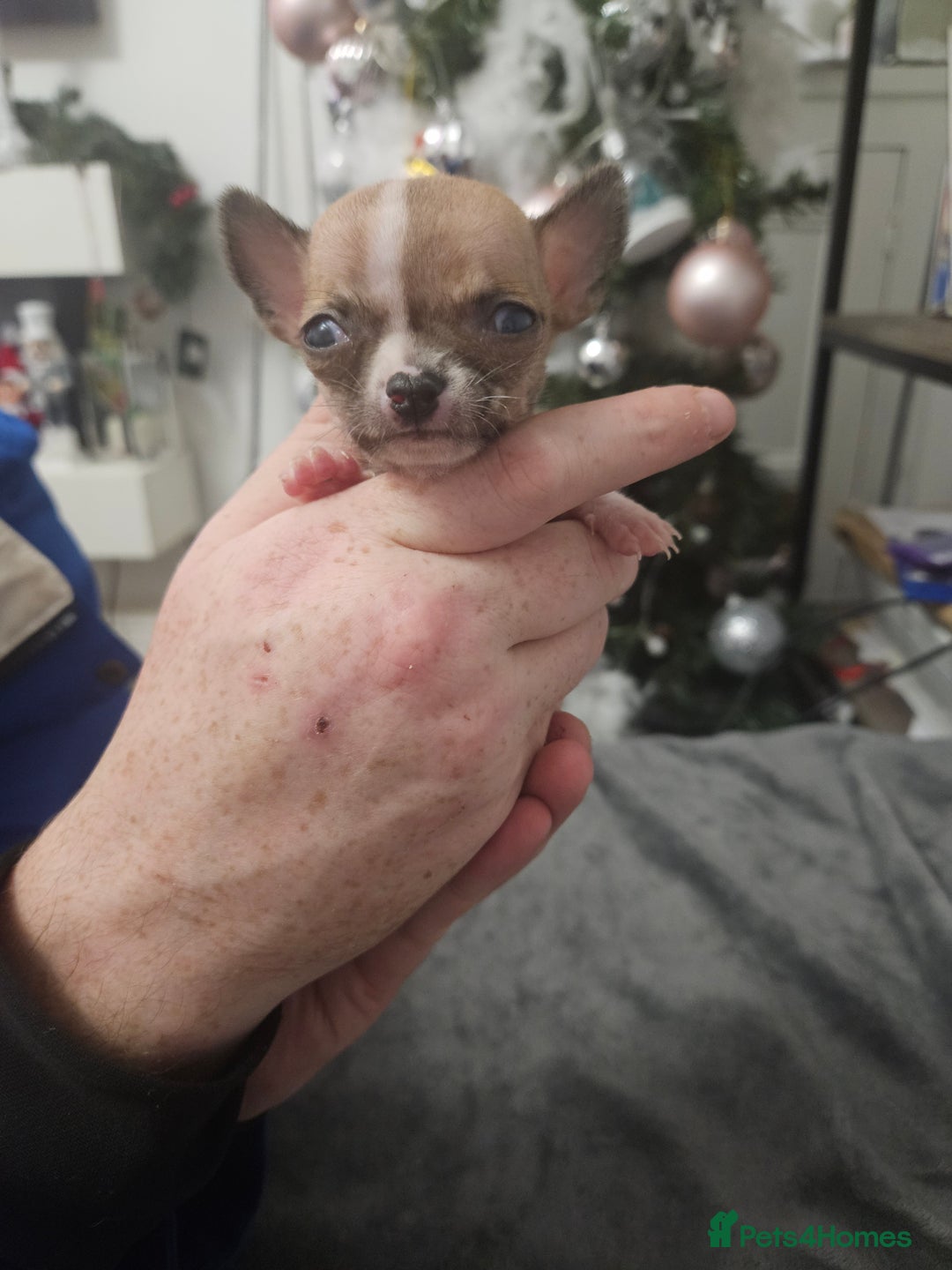 Chihuahua dogs for sale: Adorable Chihuahuas - Advert 18