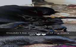 Rottweiler dogs for sale: Stunning Rottweiler puppies ✨ - Image 13