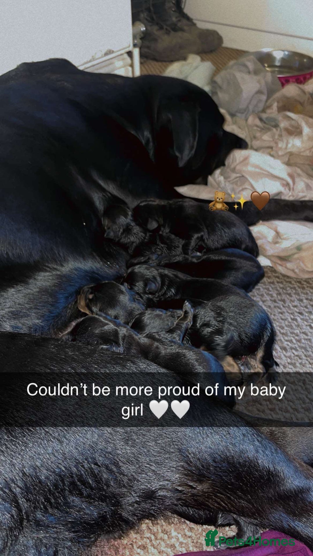 Rottweiler dogs for sale: Stunning Rottweiler puppies ✨ - Image 13