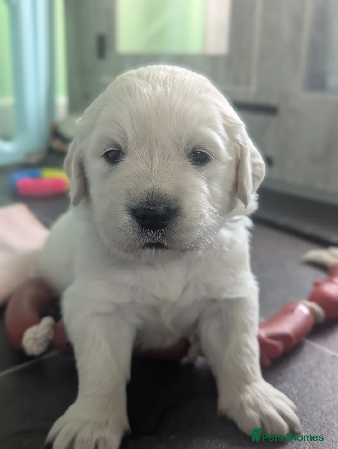 Golden Retriever dogs for sale: 🐾6  Golden Retriever Puppies! 🐾 - Advert 32