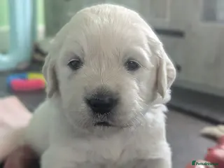 Golden Retriever dogs 🐾6 Golden Retriever Puppies! 🐾 - Advert 18