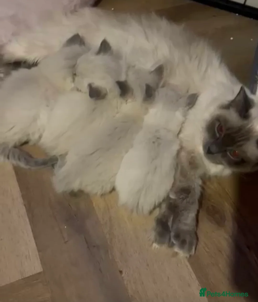 Ragdoll cats for sale: Bluepoint Ragdoll Female Kitten  - Advert 2