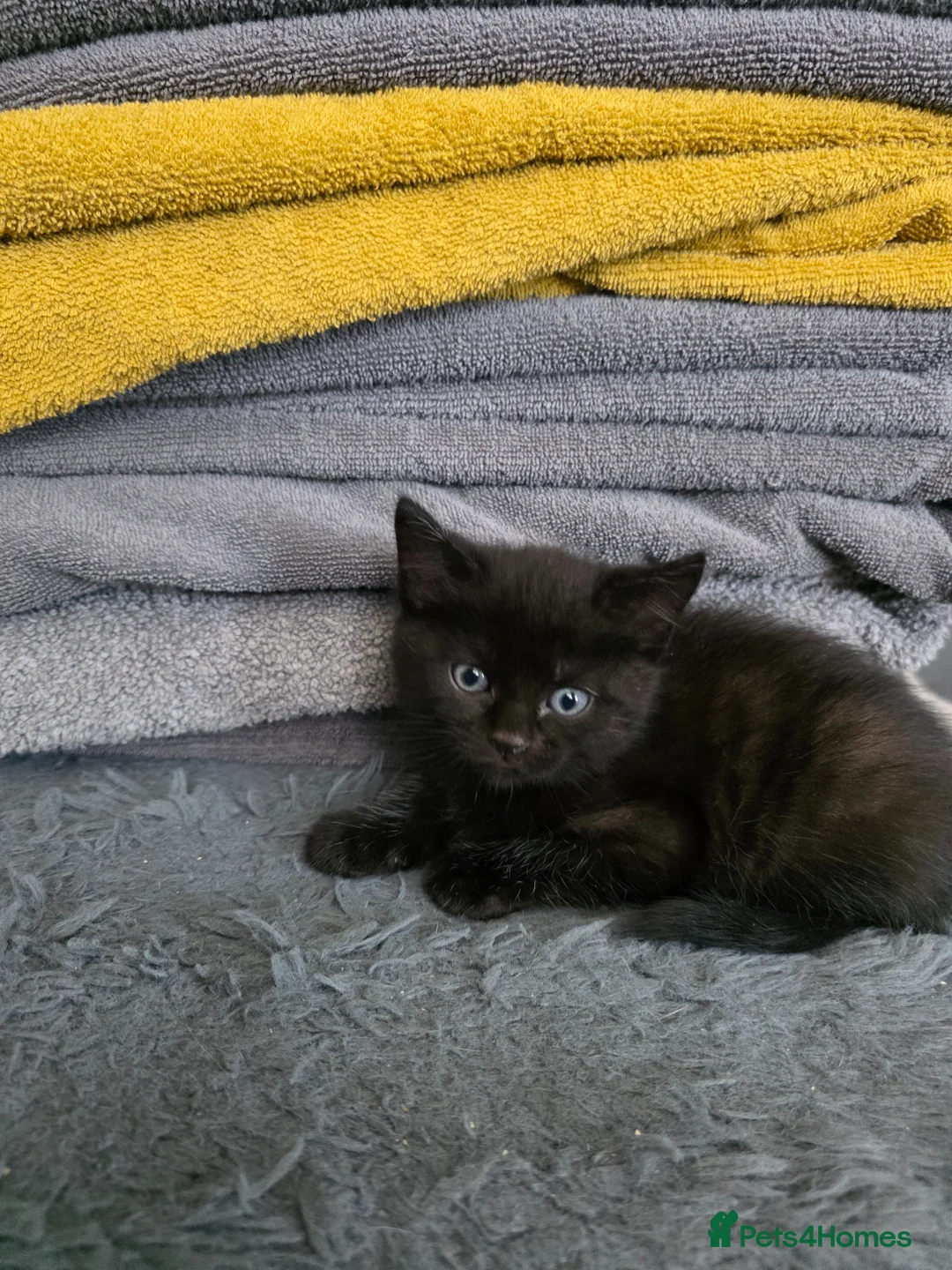 Mixed Breed cats for sale: 3 cross BSH kittens 2 female 1 male ready now - Advert 2