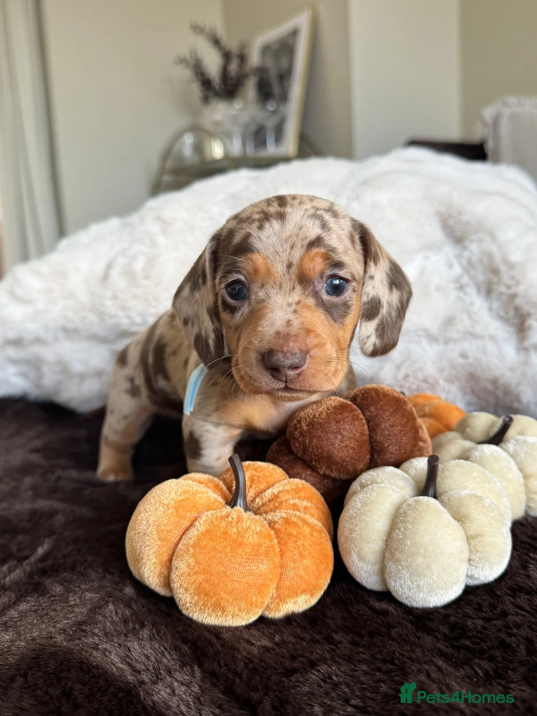 Miniature Dachshund dogs for sale: Miniature Dachshund Puppies Raised With Love in Bradford - Advert 1