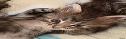 Maine Coon cats for sale: 3 beautiful maincoon kittens  - Advert 25