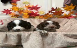 Sprocker dogs for sale: Beautiful Sprocker puppies  - Image 6