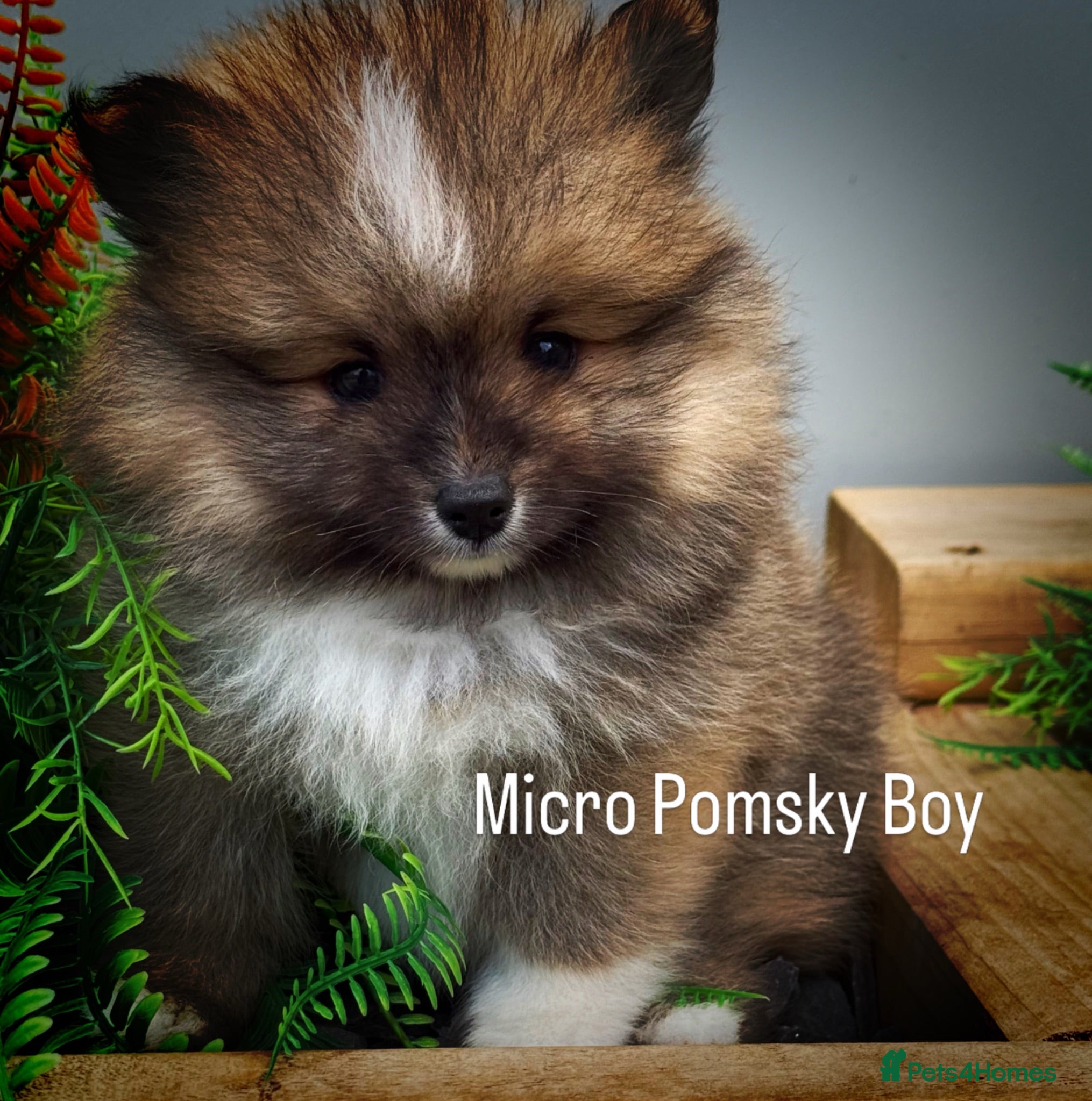 Pomsky dogs Stunning  **  Pomsky Boy - Advert 2