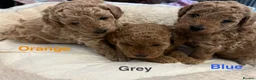 Toy Poodle dogs for sale: Gorgeous Toy Poodle Looking for Their Forever Home - Advert 1