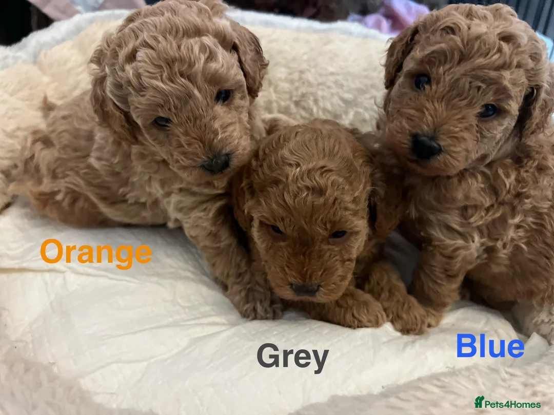Toy Poodle dogs for sale: Gorgeous Toy Poodle Looking for Their Forever Home - Advert 1