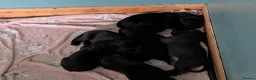 Cane Corso dogs for sale: Cane corso puppies - Advert 4