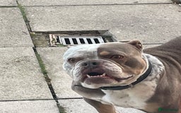 Dorset Olde Tyme Bulldogge dogs for stud: Brock - Image 9