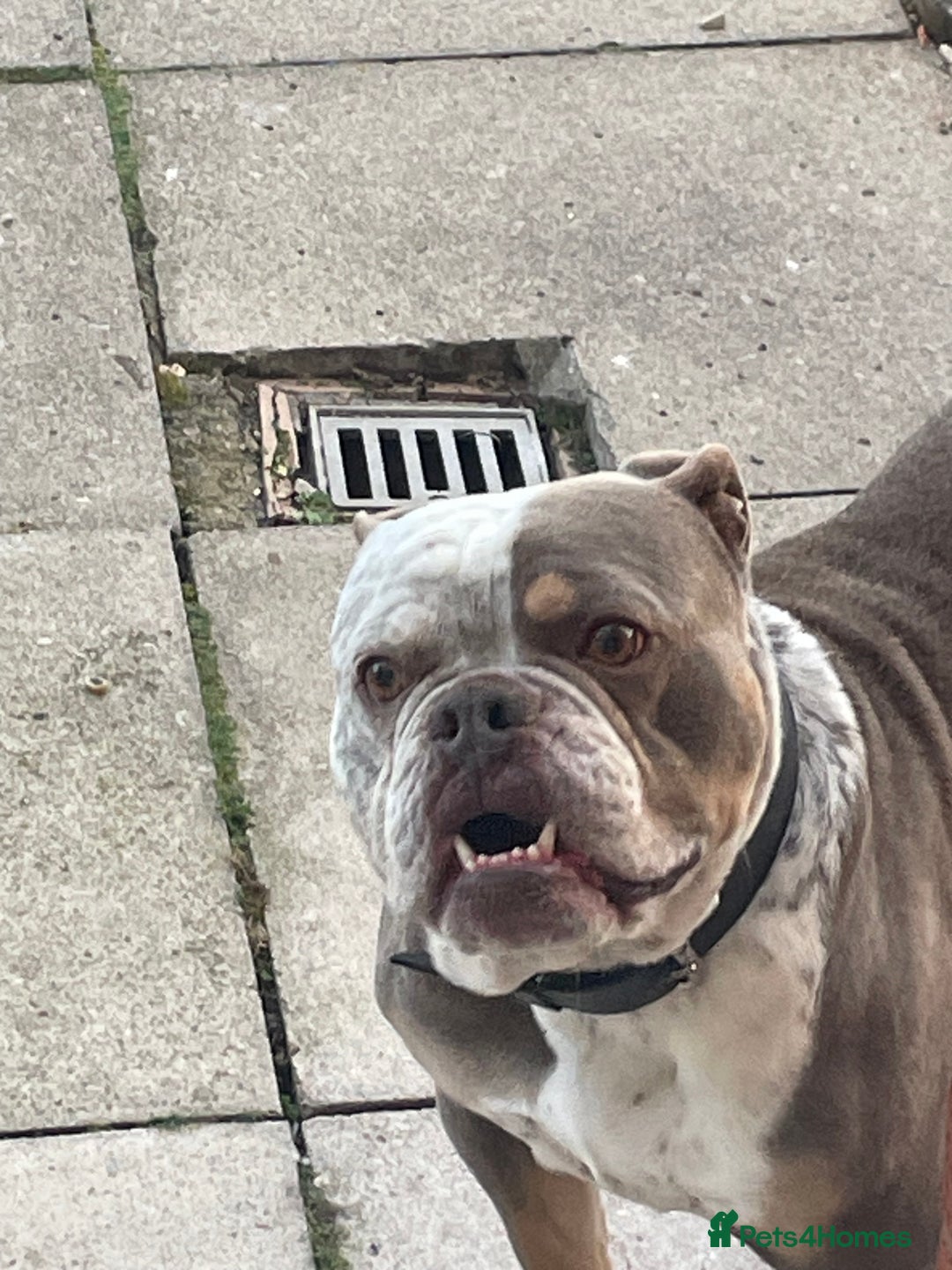 Dorset Olde Tyme Bulldogge dogs for stud: Brock - Image 9
