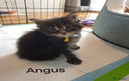 Maine Coon cats for sale: Gorgeous maine coon kittens - Image 3