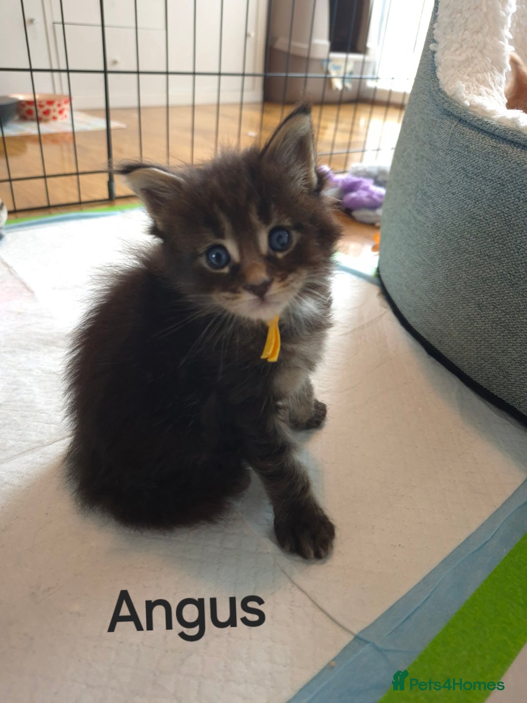 Maine Coon cats for sale: Gorgeous maine coon kittens - Image 3