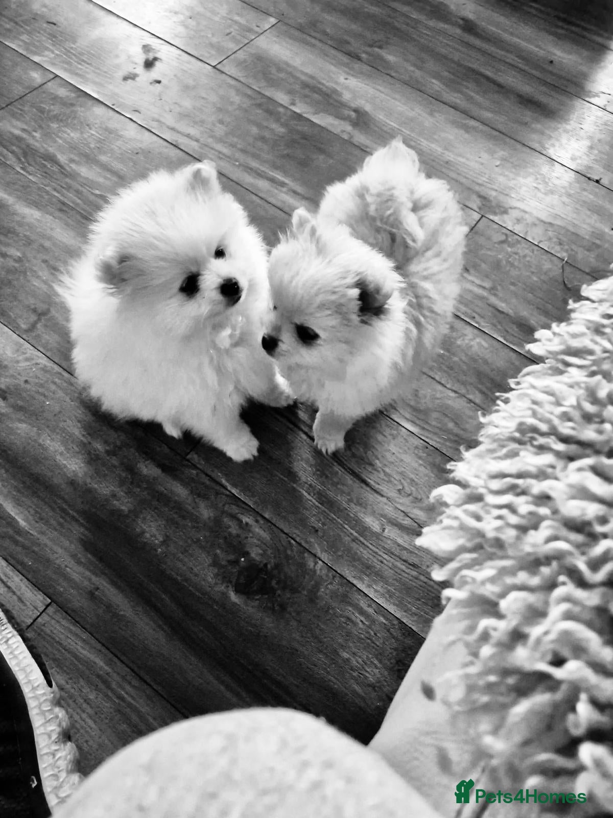 Pomeranian dogs for sale: READY TO MELT YOUR HEART TINYTEDDYBEAR POMERANIAN  - Advert 2