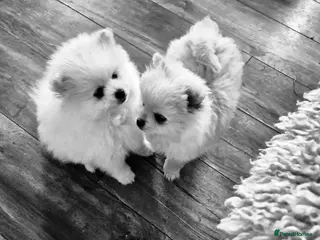 Pomeranian dogs for sale: READY TO MELT YOUR HEART TINYTEDDYBEAR POMERANIAN - Advert 2