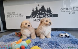 Poochon dogs for sale: 💥LAST STUNNING H/TESTED F1 POOCHON BOY READYNOW💥 - Image 10