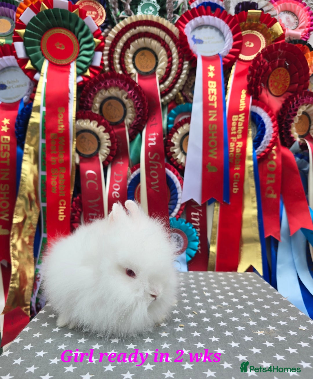 Lionhead rabbits for sale: Purebred Lionhead babies available  - Image 2