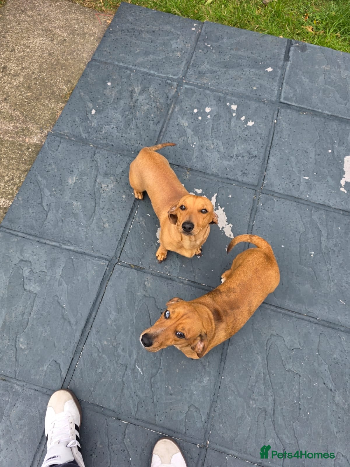 Dachshund dogs Brothers - Mini dachshunds - Advert 9