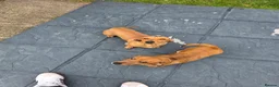 Dachshund dogs for sale: Brothers - Mini dachshunds - Advert 1