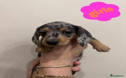 Miniature Dachshund dogs for sale: Daschund puppies  - Image 6