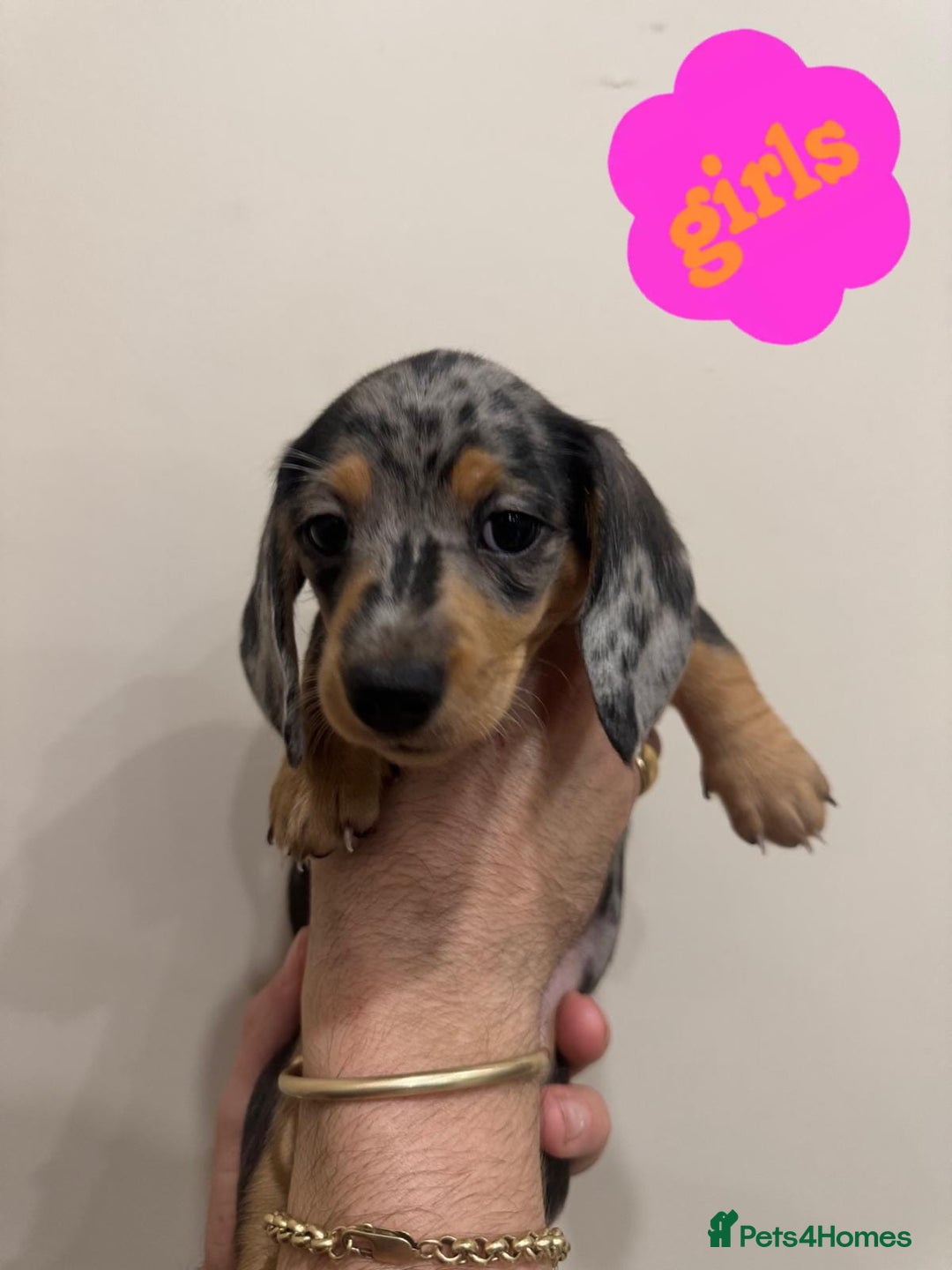 Miniature Dachshund dogs for sale: Daschund puppies  - Image 6